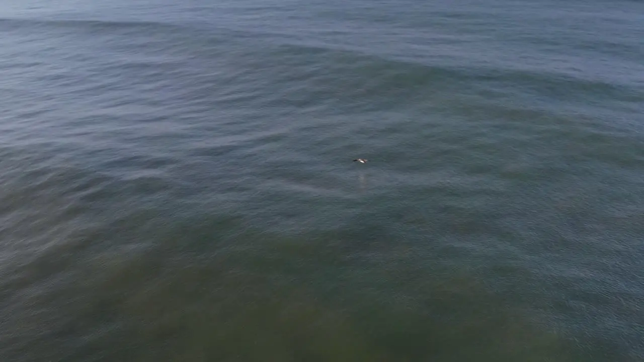 Aerial American white pelican searching and hunting for fish in sea estuary water