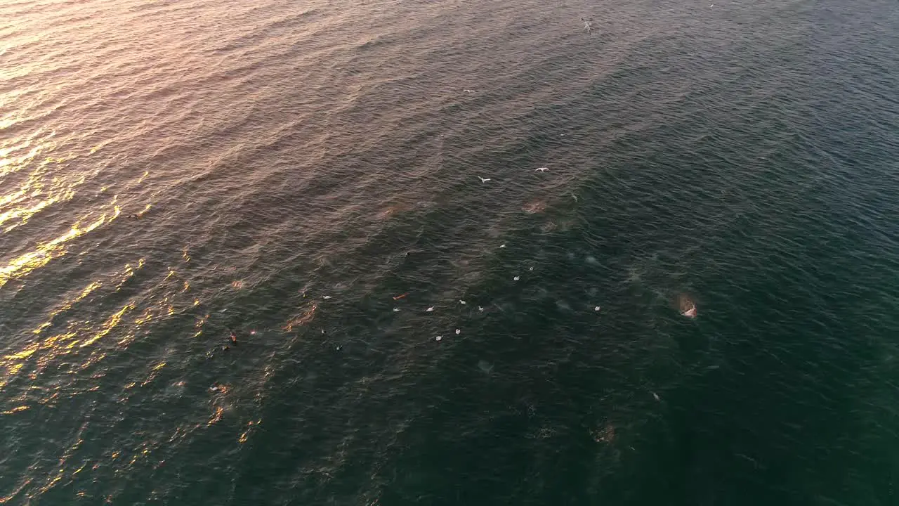 Aerial footage above a flock of birds diving into the ocean to catch their prey