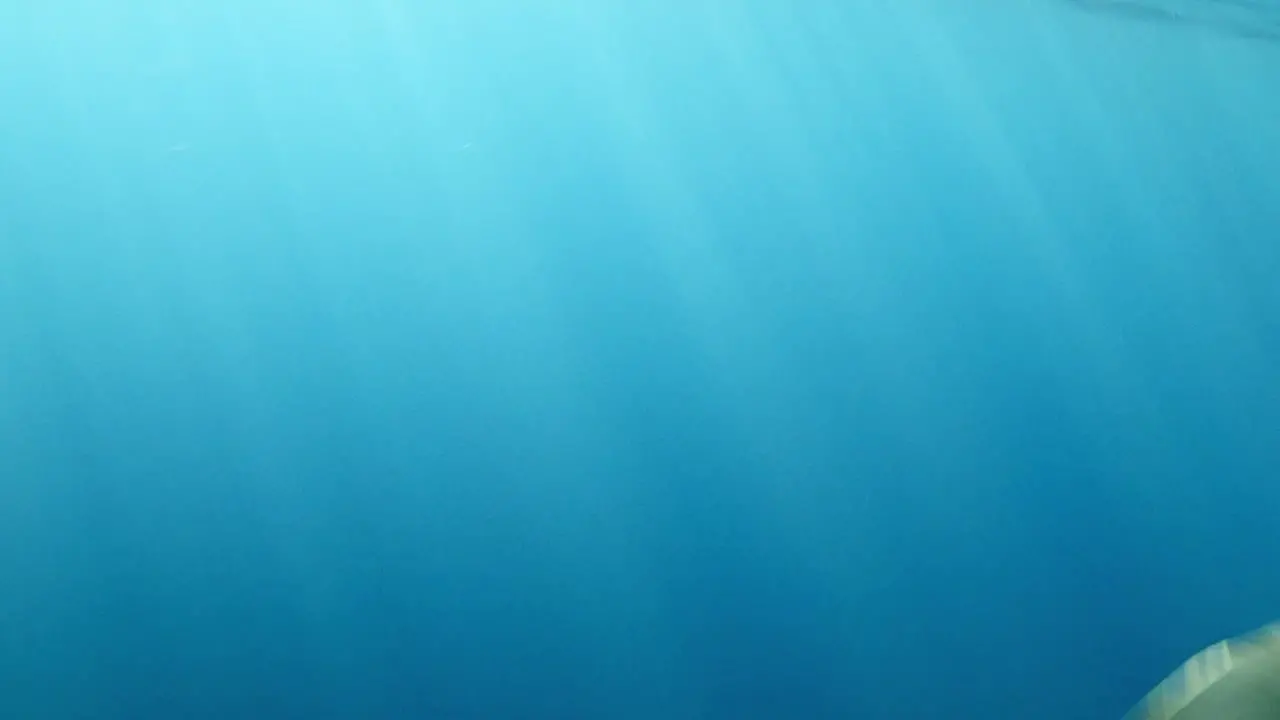 A beautiful Spinner Dolphin freely swimming beneath the waves underwater close up