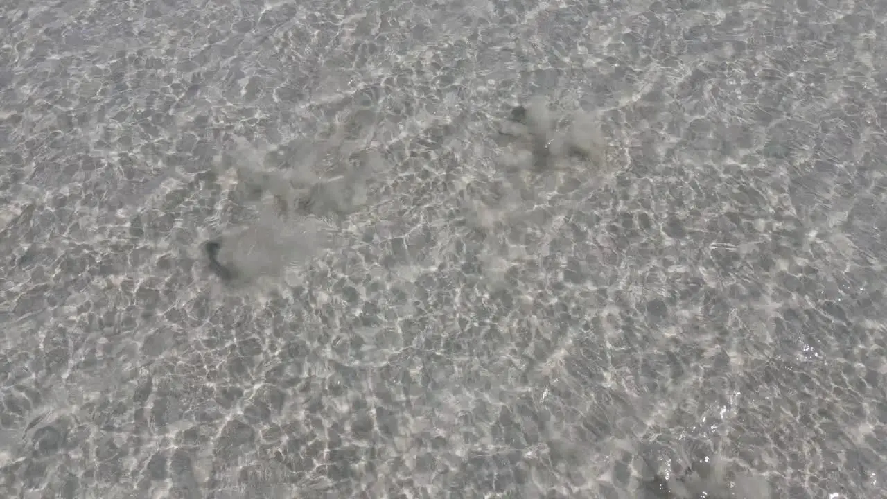 4K Two sharks swimming away in transparent water beach coast aerial shot slow motion