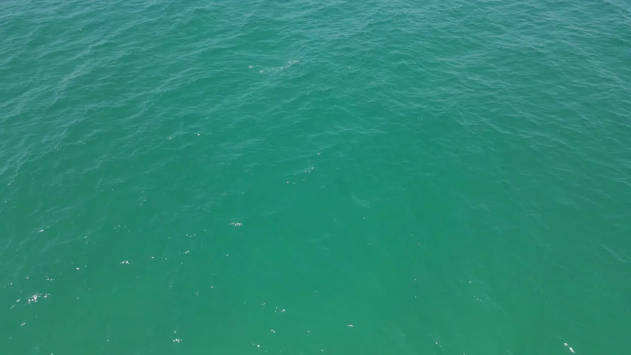 School Of Marine Fish Swimming Fast On Surface Of Blue Sea In The Summer