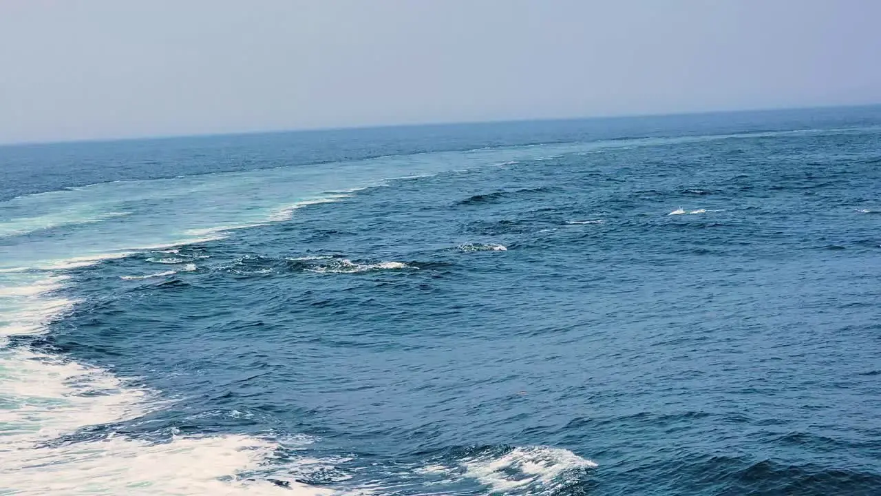 Watching Atlantic White-sided Dolphins Swimming Together In The Ocean During Vacation Trip