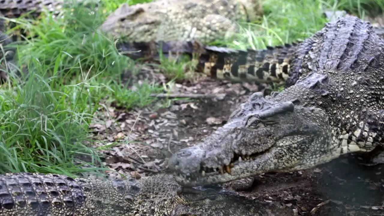 Mating crocodiles 