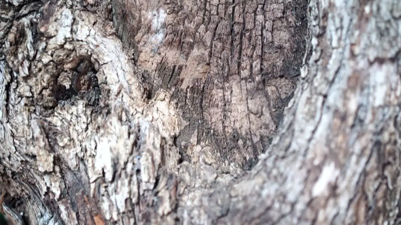 Very Old Oak Tree Close Up with Barks and Details Rising Dolly View