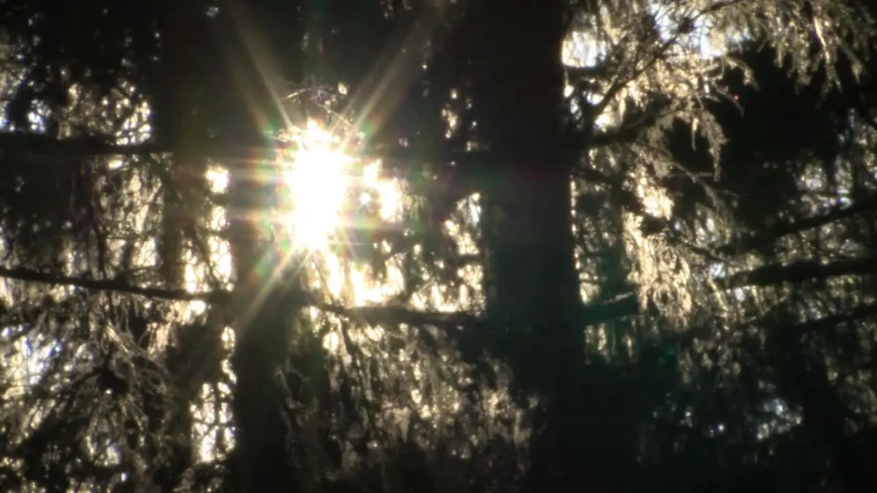 Terrible spruce forest with sunlight