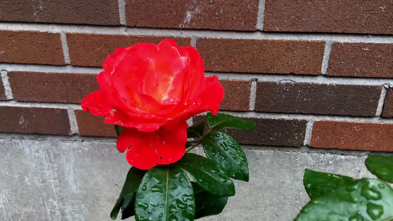 Close up of a wet flower against a big stone brick wall background