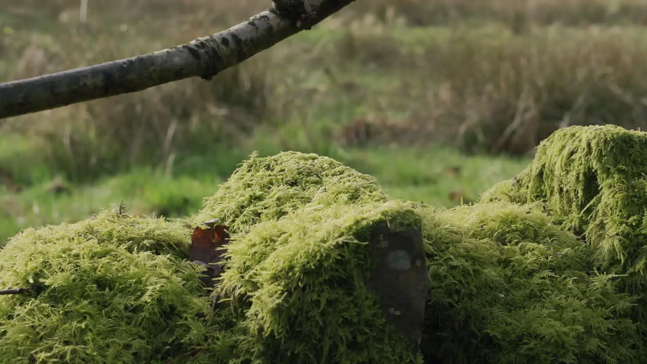 An old stone wall covered in bright green moss