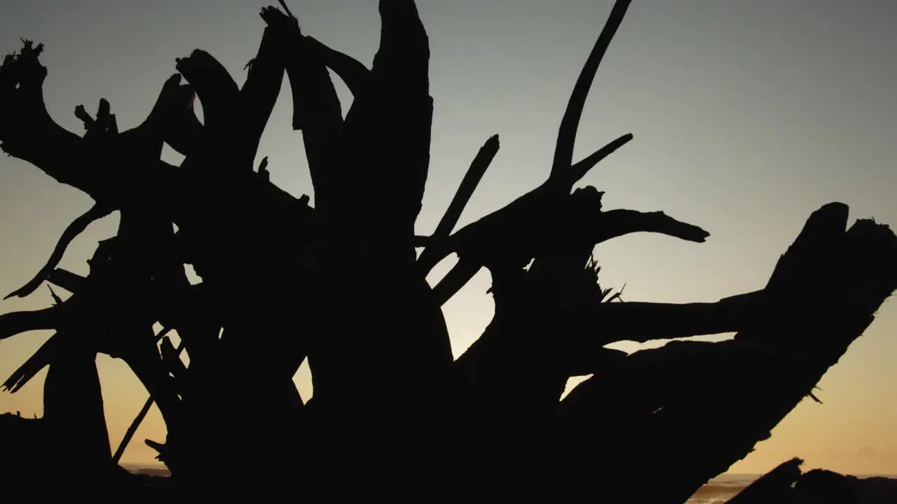 silhouetted driftwood on beach creates beautiful abstract shape at sunrise