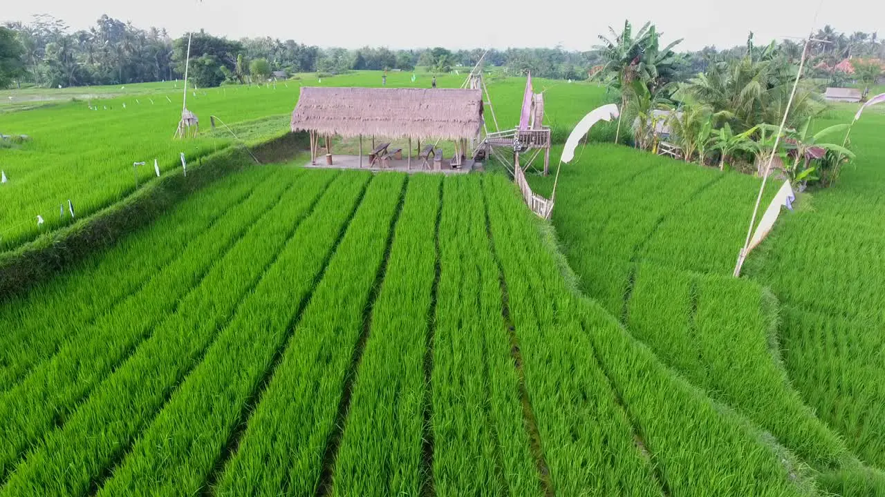 traditional balinese rice farming hut aerial view filmed in 4k from moving drone in bright green rice fields