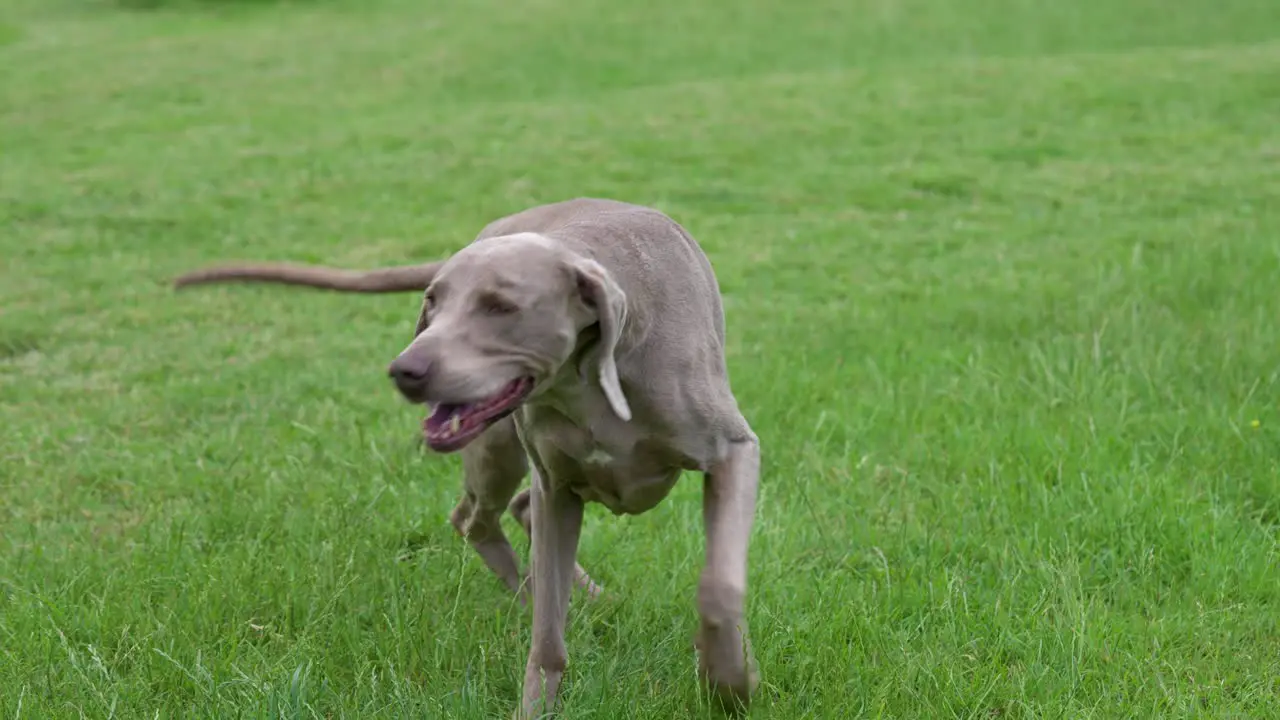 Grey Weimaraner shaking it's head whilst on a walk long green grass field slow motion