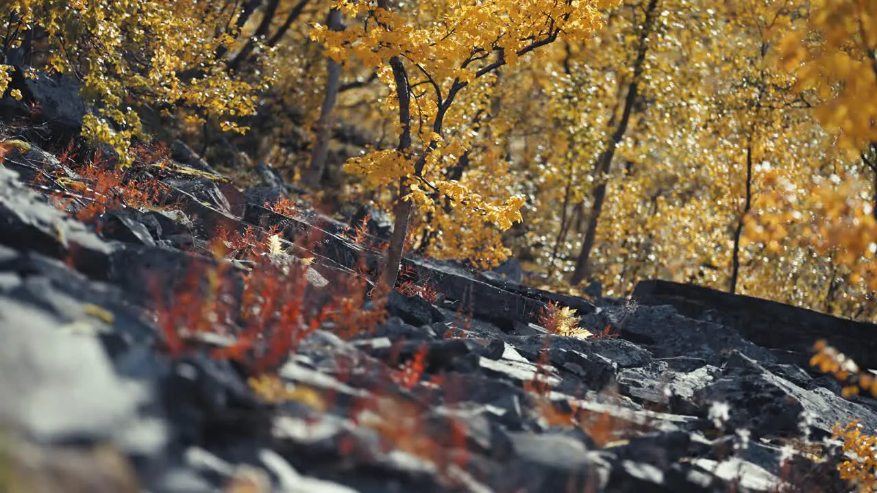 A grove of birch trees covered with yellow autumn leaves on the rocky terrain