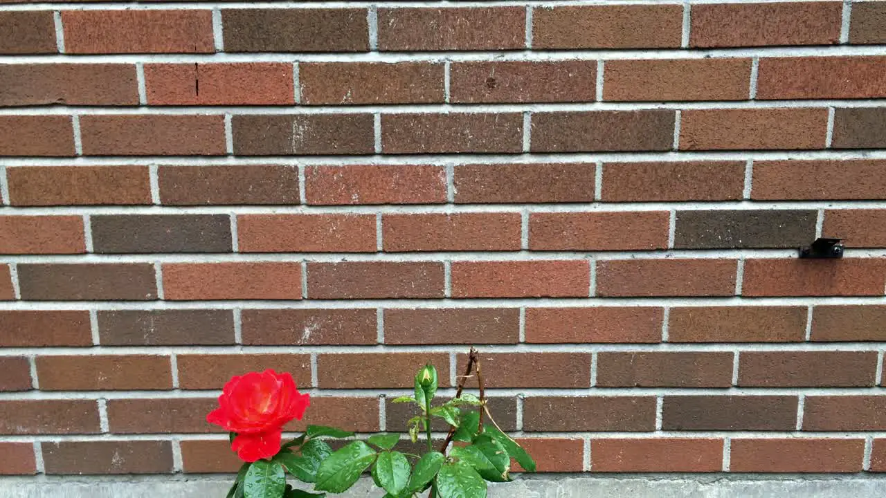 Close up of a wet flower against a brick wall background