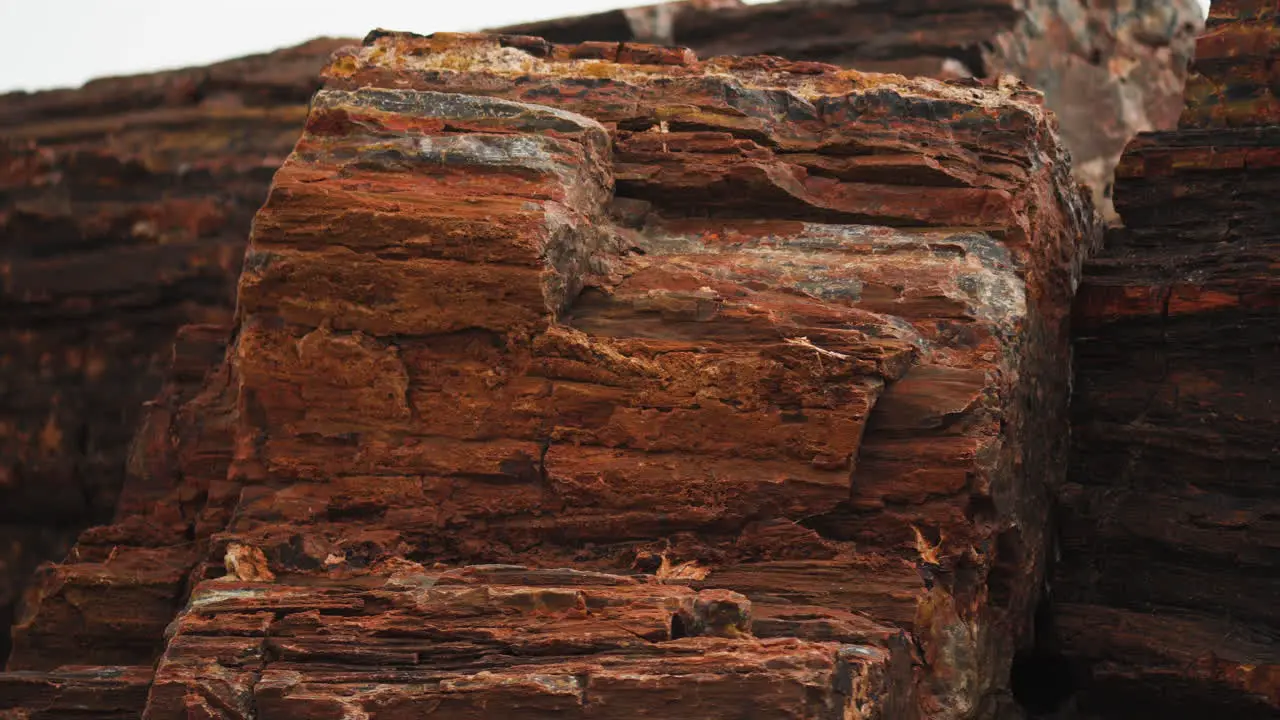 Giant wood log at Petrified Forest National Park in Arizona Close up panning shot