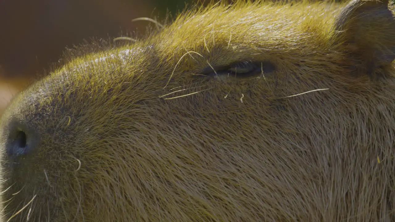 Capybara closeup in beautiful dawn light pan from nostrils to eyes and ears