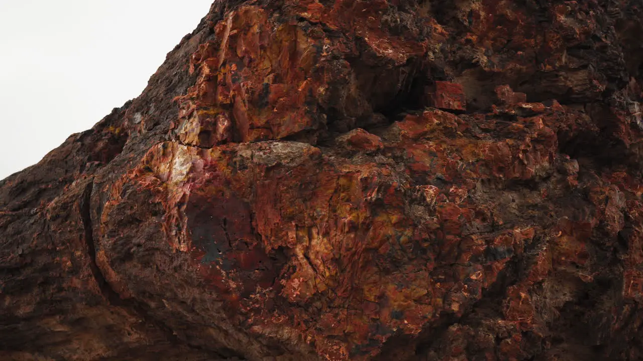 Giant wood log at Petrified Forest National Park in Arizona Close up