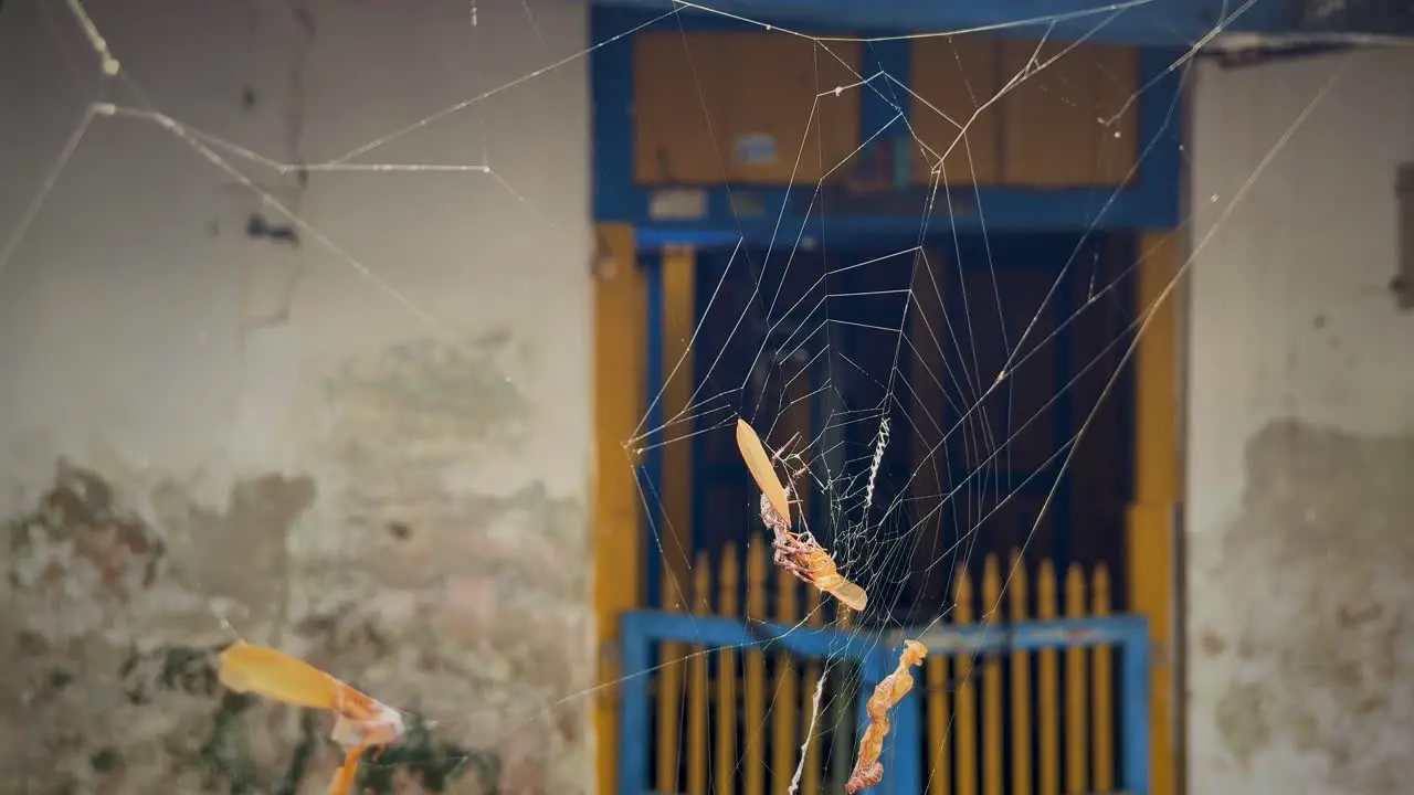 Spider web in front of empty house