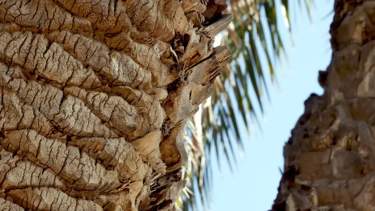 Water reflecting light on the trunk of a palm or coconut tree in a tropical paradise isolated