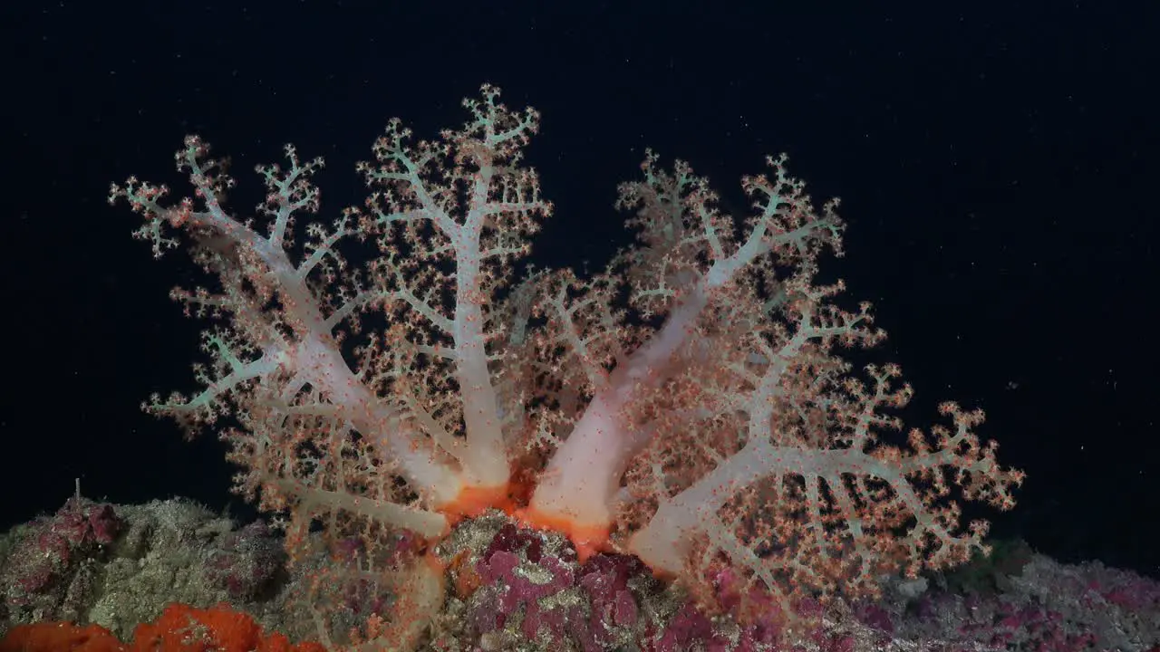 Pink soft coral on coral reef during night