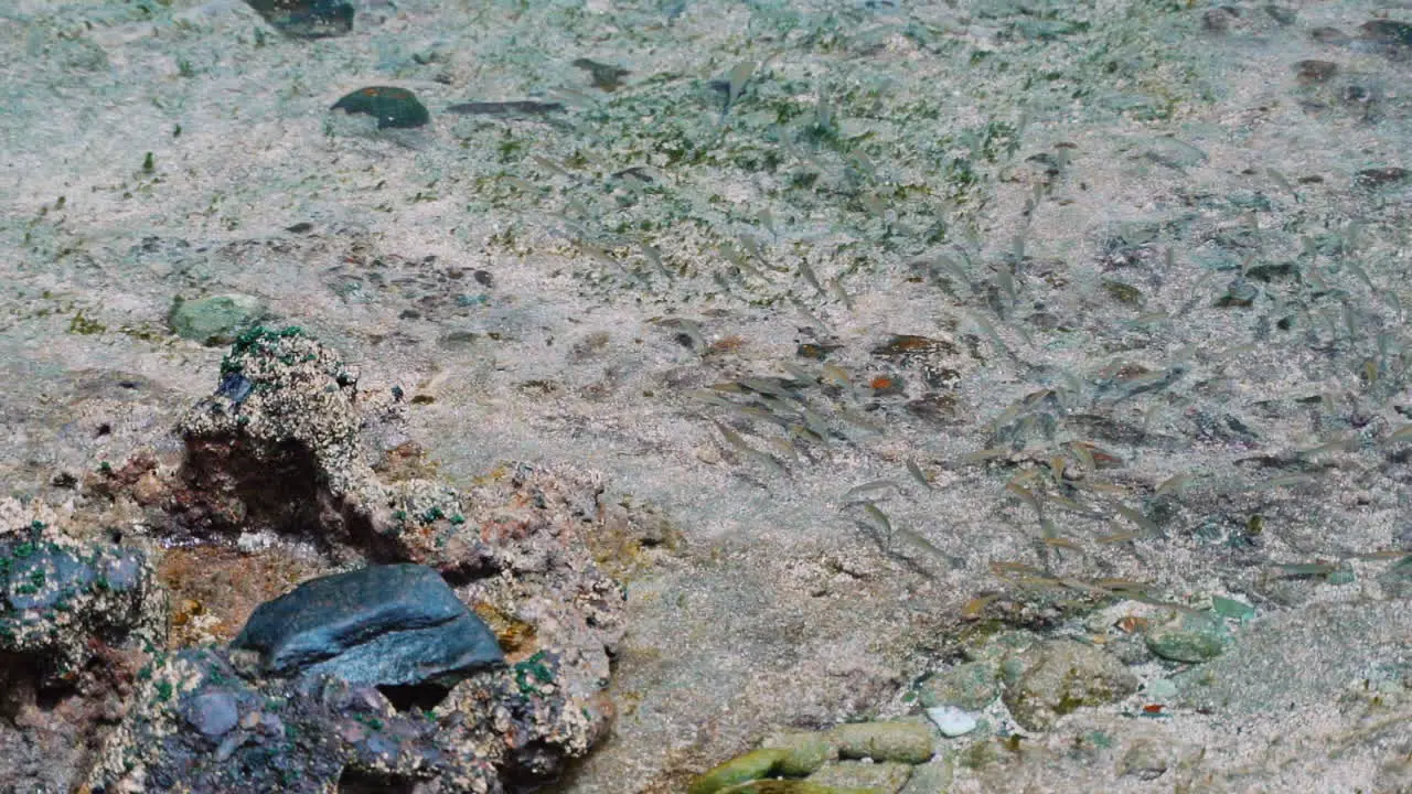 Super slow motion of rocky shore with crystal clear water and small grey swimming fishes on surface