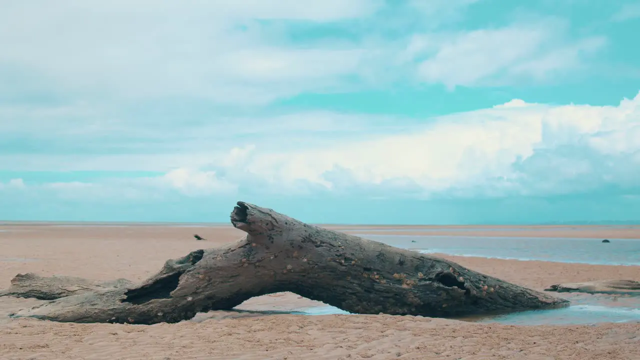 A large rotting log sticks out of the sand covered in barnicles and limpet as large fluffy clouds float over teh various small veins of water that sit on the low tide beach