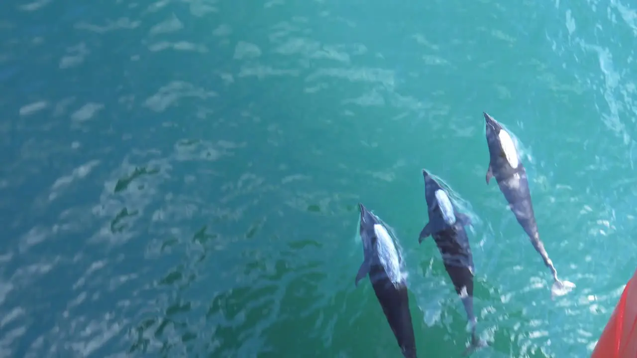 Rare right whale dolphins bow riding in crystal clear water