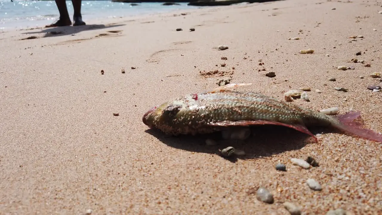 A fish has just been pulled out of the water with a hook and line and lands on the sand