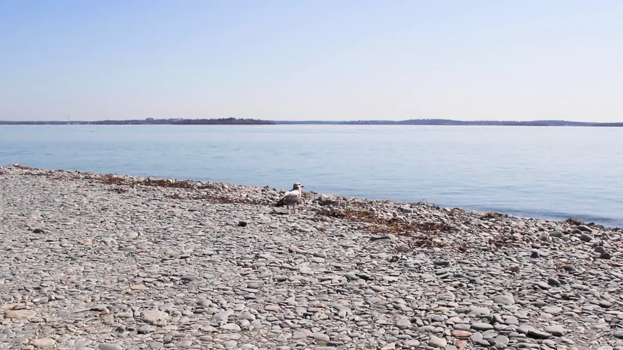 One Sea Gull flying away from stoney beach whilst another remains on beach