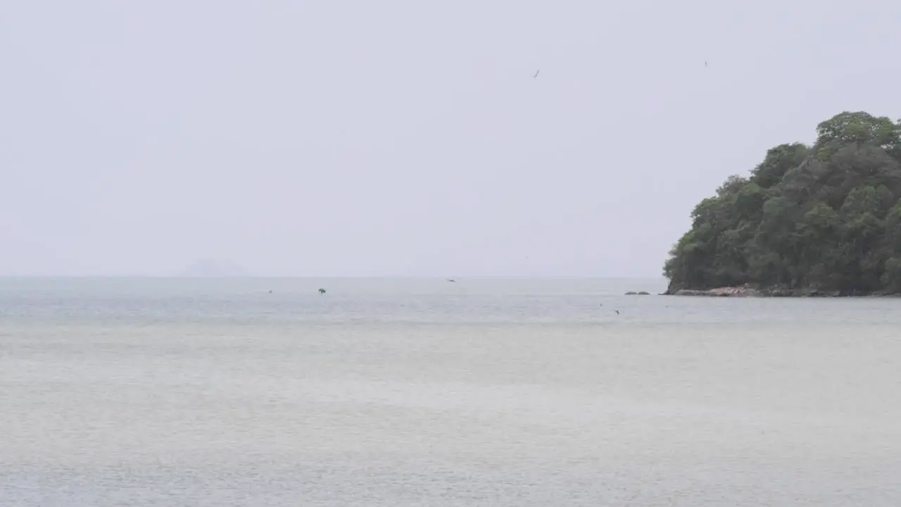 Static shot of Gannets hunting fish off the coast of Panama