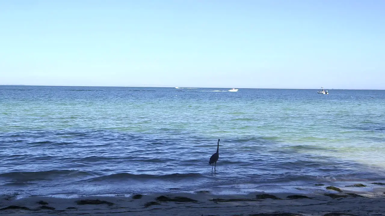 Heron watches boats go by on Florida Bay