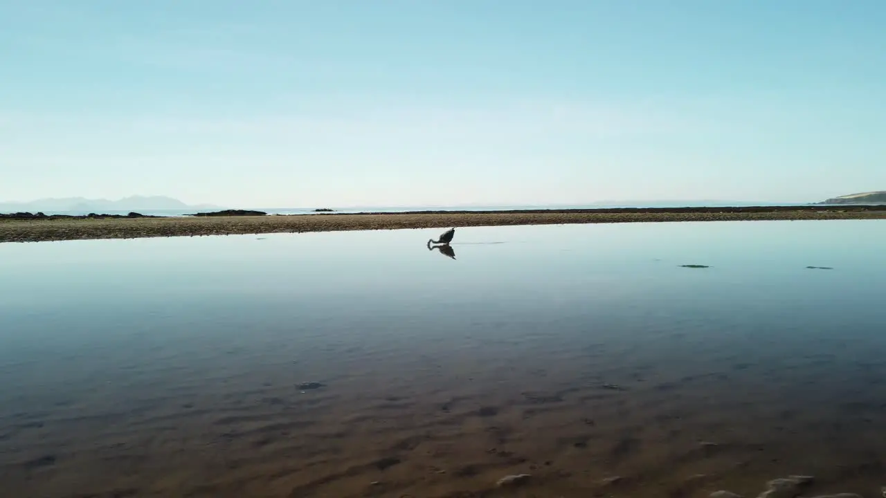 A swan standing and walking isolated on a beach