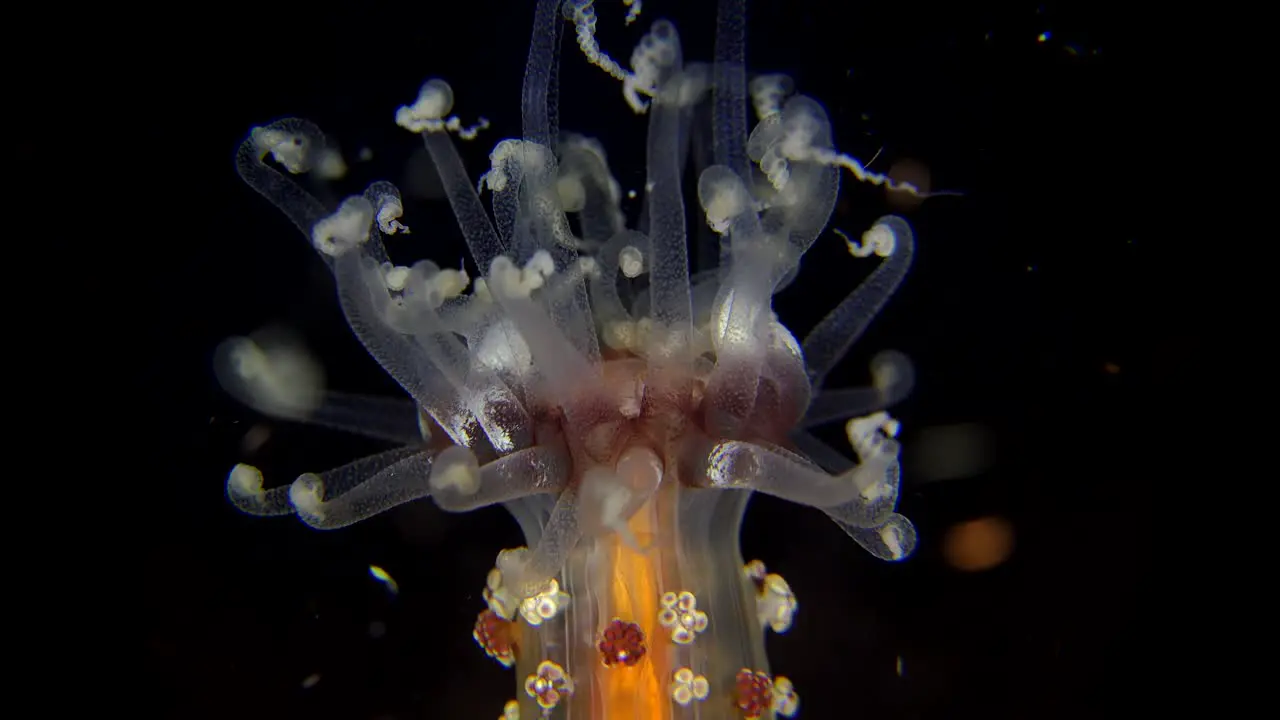 Colorful sea anemone super close up at night