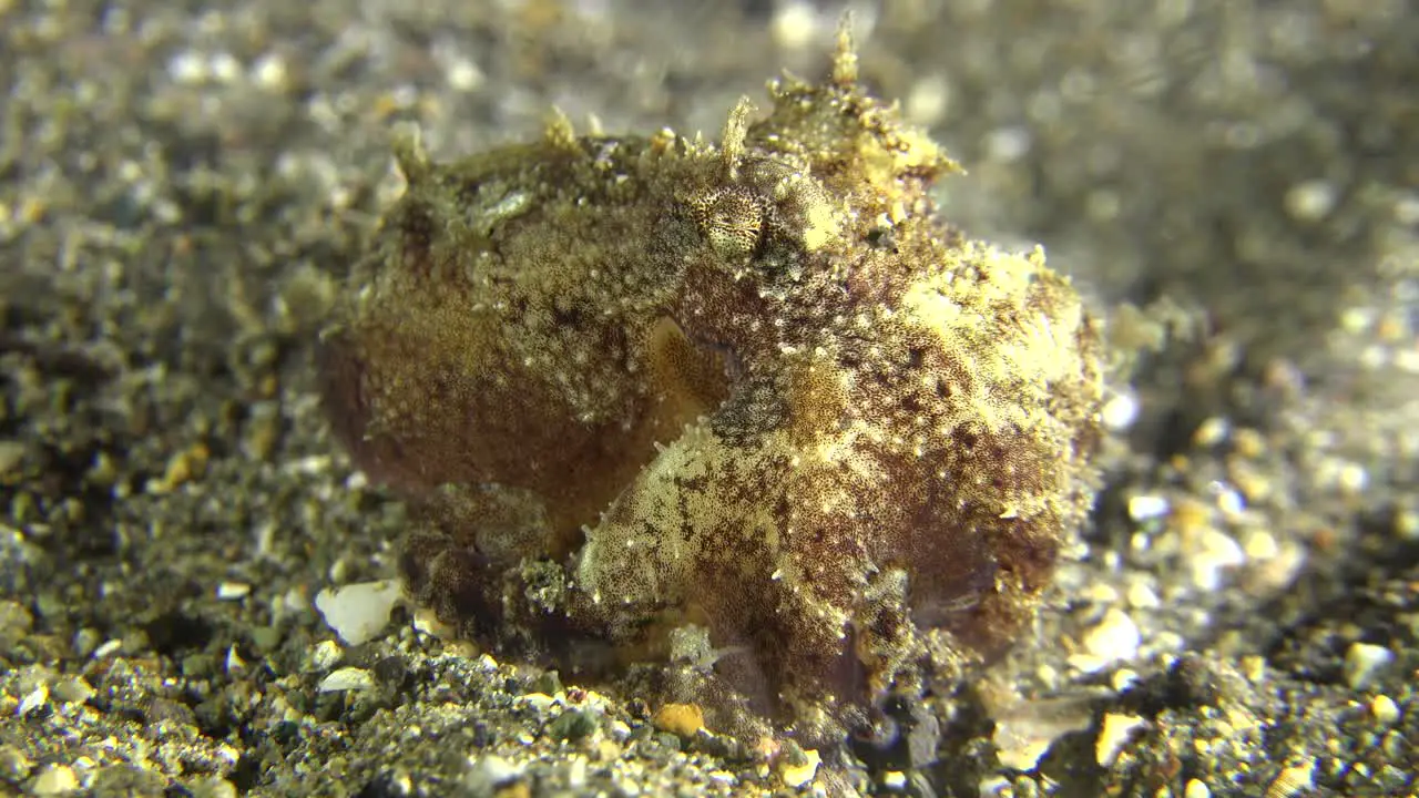 Small Octopus on sandy reef at night close up shot