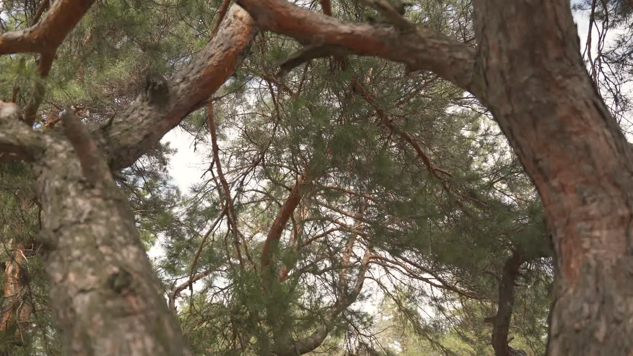 Detalle De Las Ramas De Algunos Pinos