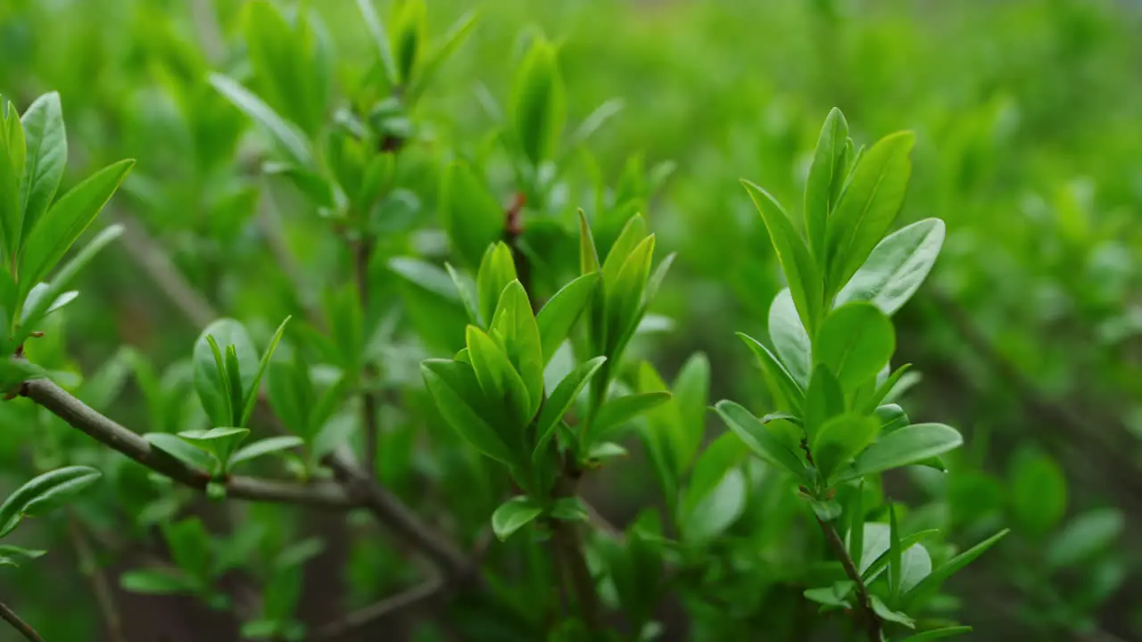 Ramas De Arbusto Meciéndose Del Viento En El Bosque Verde De Primavera Atmósfera Tranquila