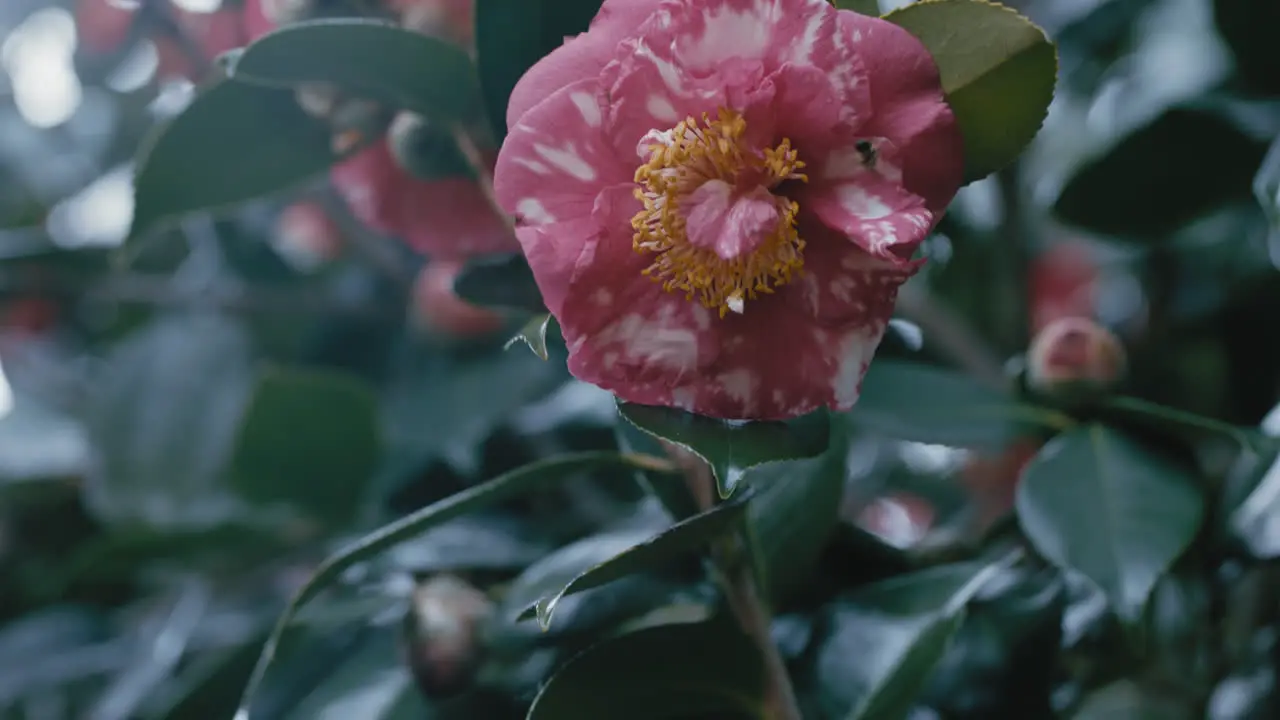 Nahaufnahme Einer Wunderschönen Rosa Blume Mit Einer Biene Die Im Frühlingsgarten Pollen Sammelt