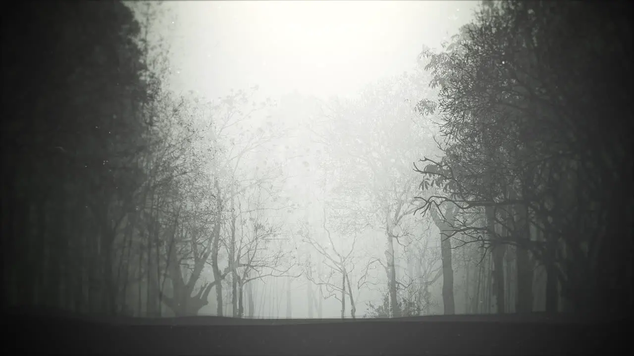 Mystical halloween background with dark forest and fog 1