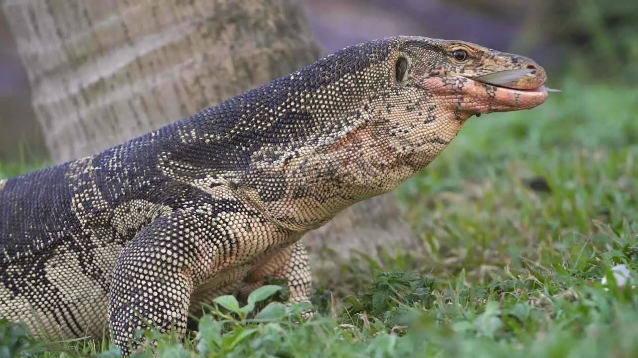 Komodowaran Frisst Fisch