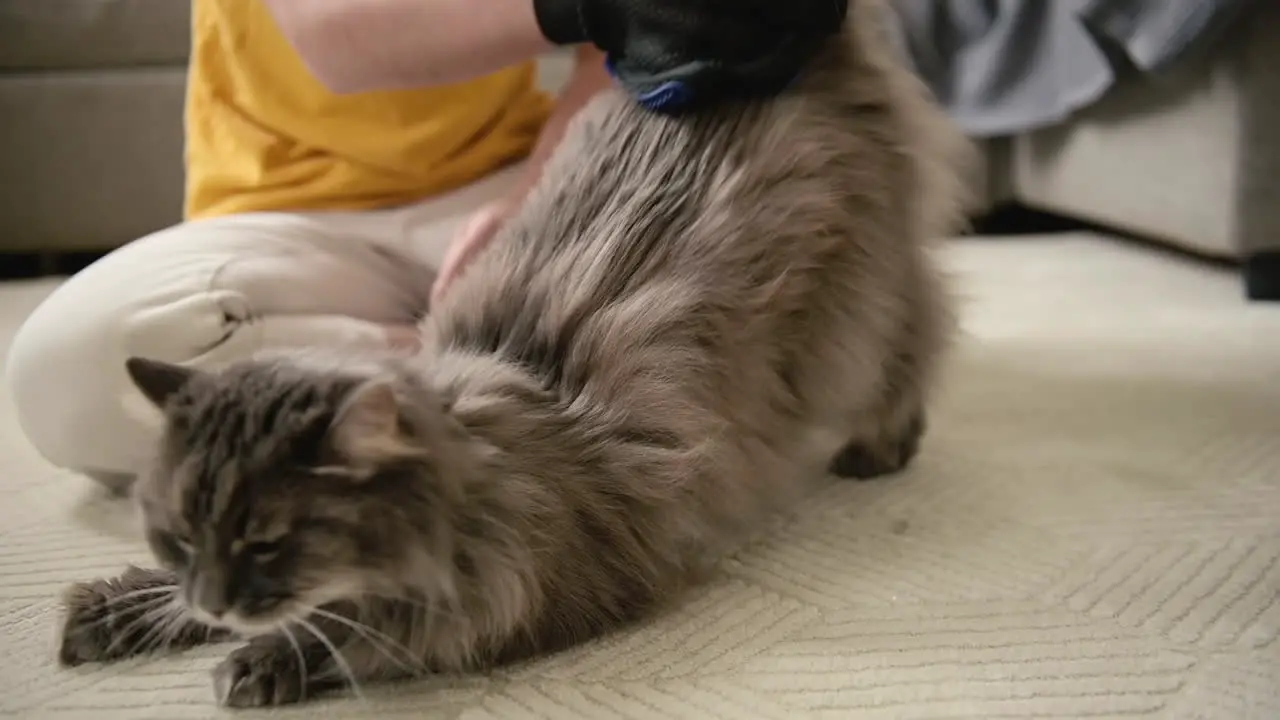 Woman Sitting On Floor And Brushing Her Fluffy Cat With Glove