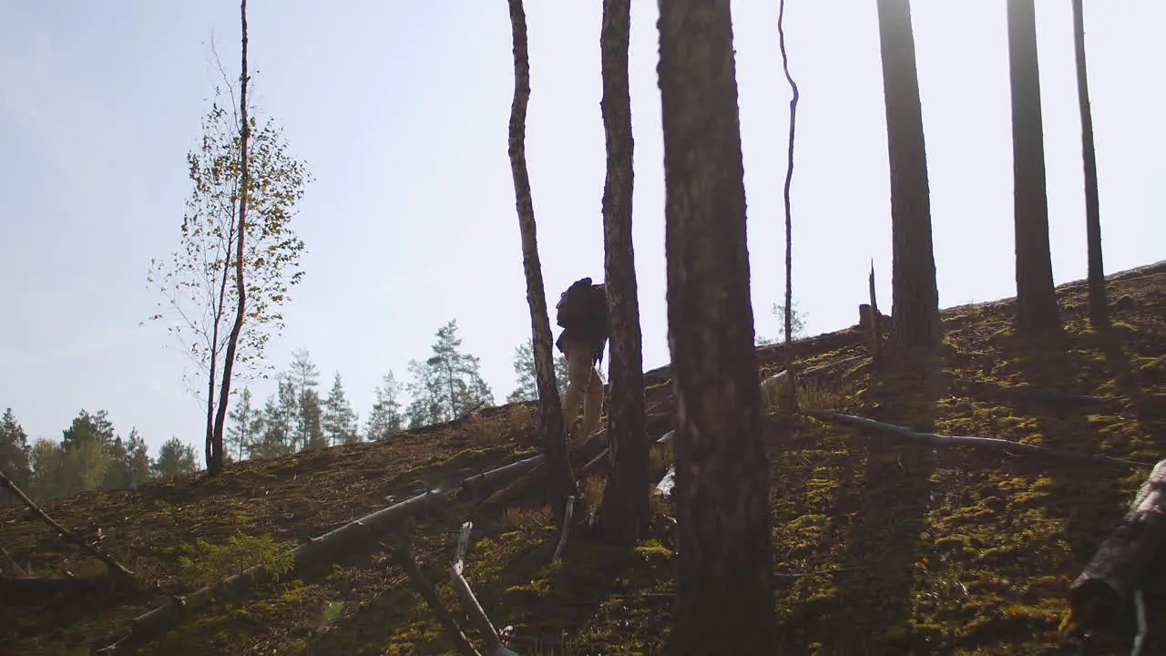 tired traveller is rising on top of hill in forest at sunny fall day carrying backpack human silhouette between trees