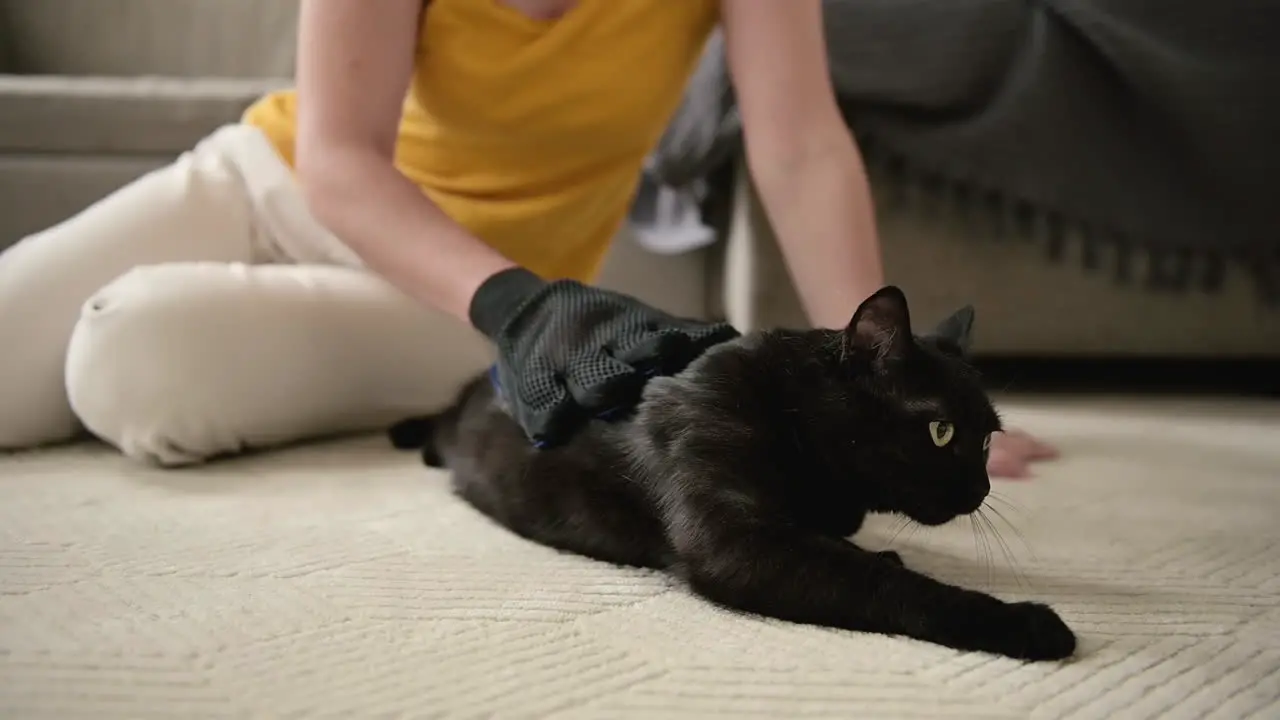 Unrecognizable Woman Sitting On Floor And Brushing Her Cute Black Cat Using Glove