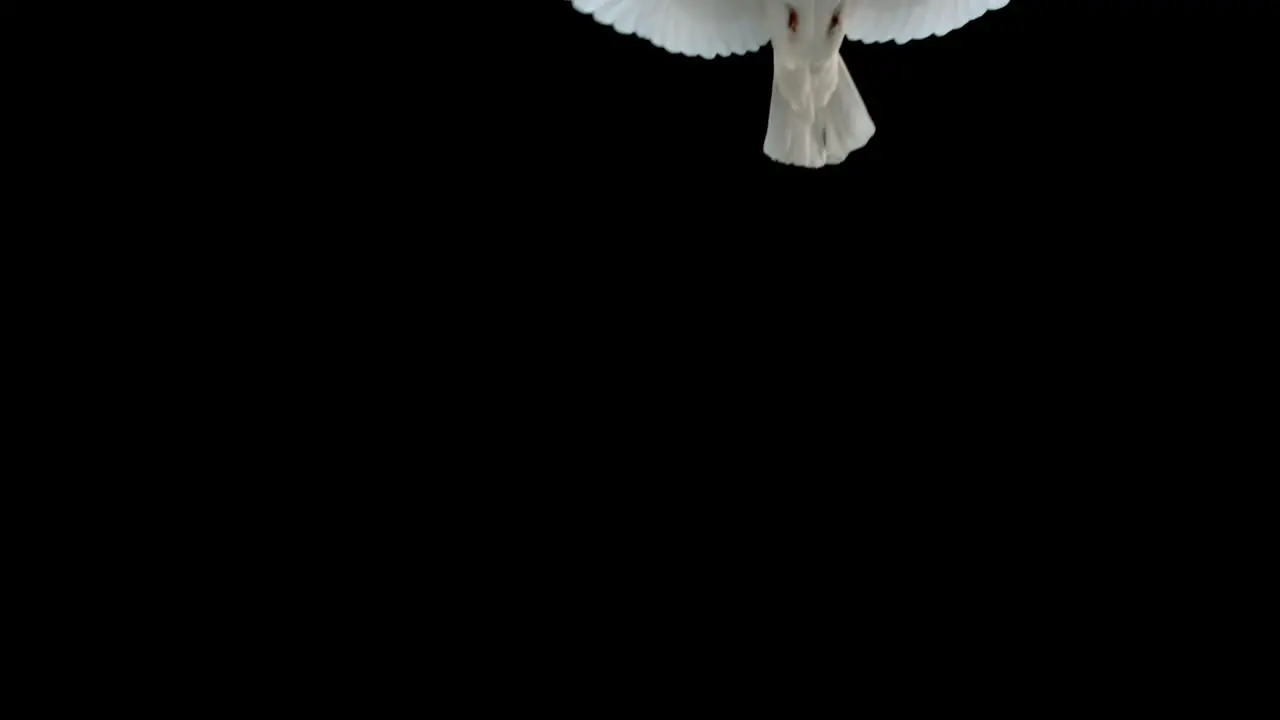 Dove flying on black background