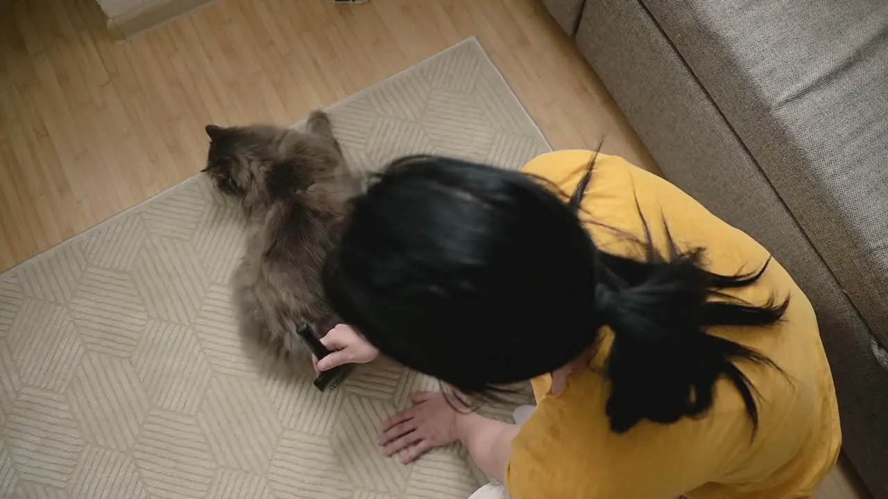 Top View Of Woman Brushing Her Cat Lying On Floor