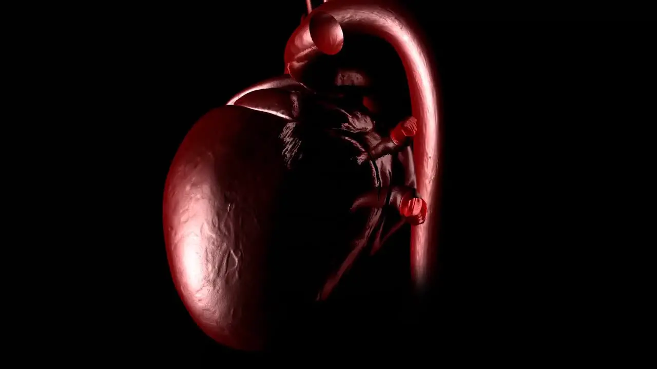 Human heart beating