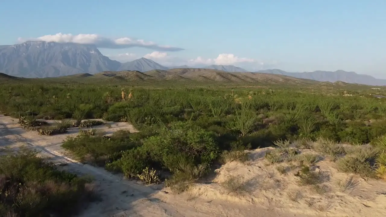 desert trees and mountain view