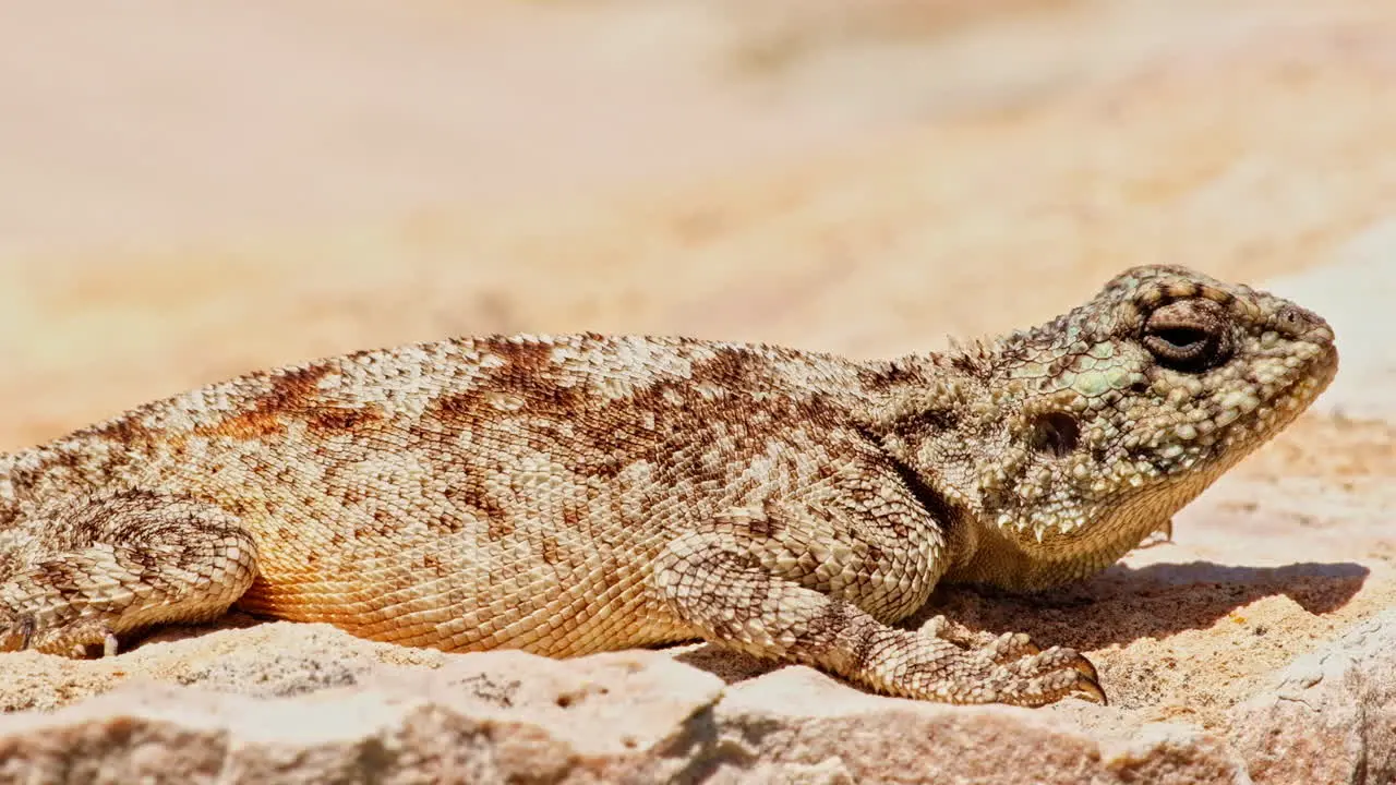 Side view of Southern Rock Agama Agama atra sunbathing on rocky outcrop Agulhas