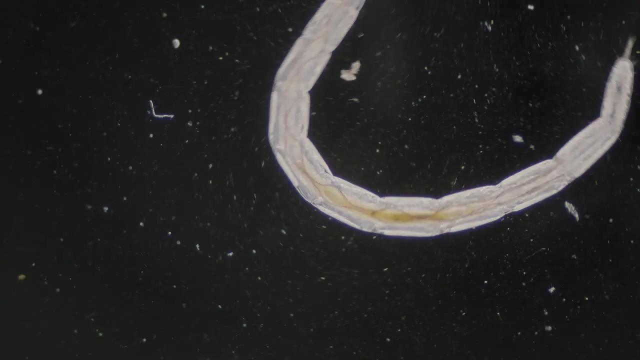 Fast moving nematode trematode worm under microscope dark field view