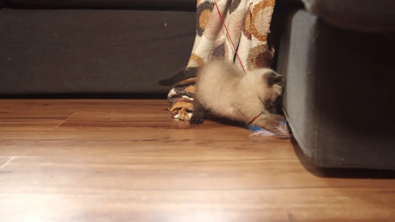 Adorable kitten plays with feather toy on wood floor near sofa slider 4k