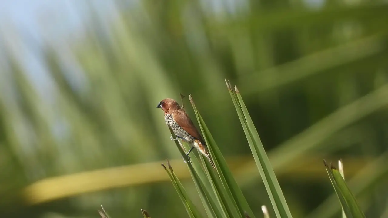 white-rumped munia in tree 