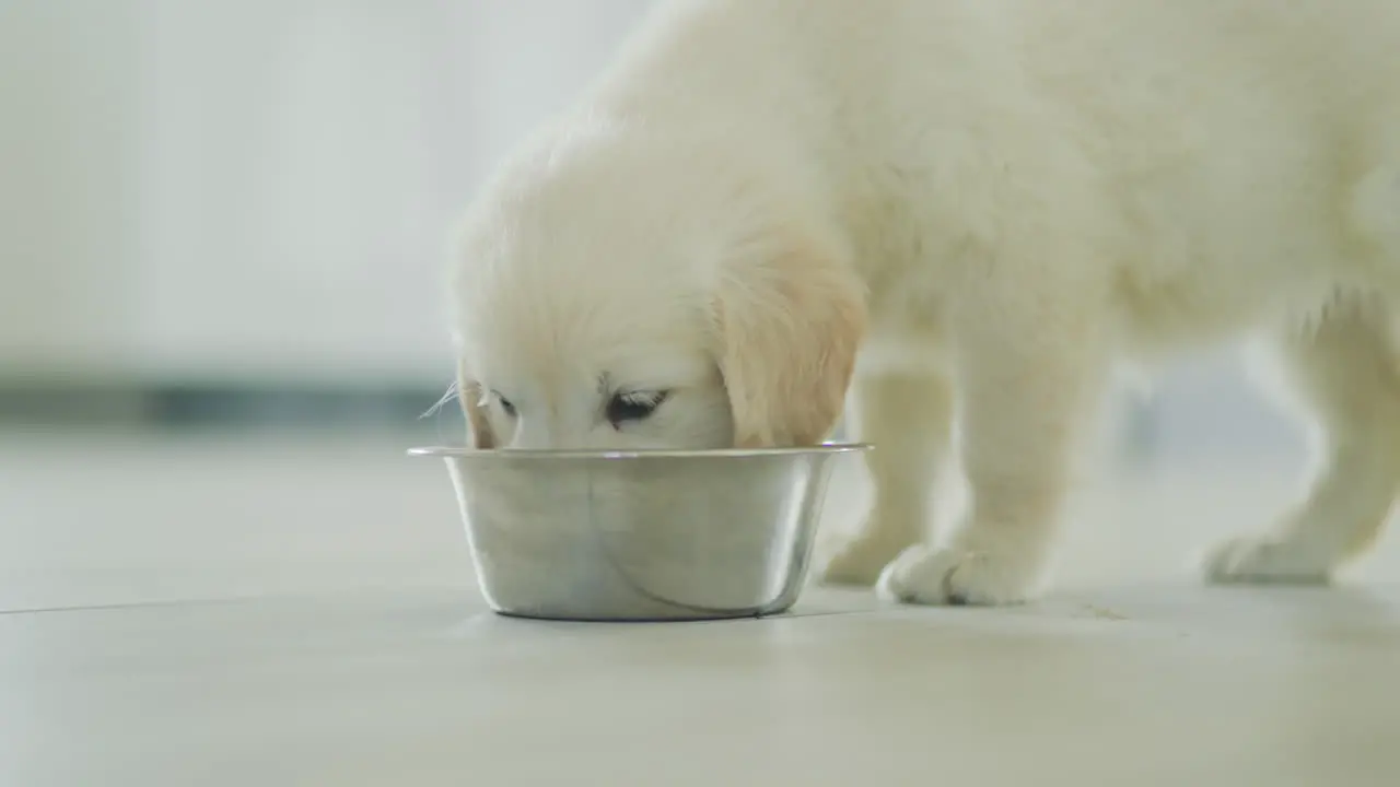 Little golden retriever puppy eating from a bowl