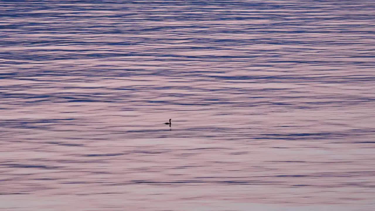 Silhouette of a Wild Duck Diving for Food Static